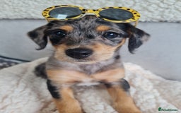 Chipoo dogs for sale: 4  Stunning chipoo puppies  - Image 32