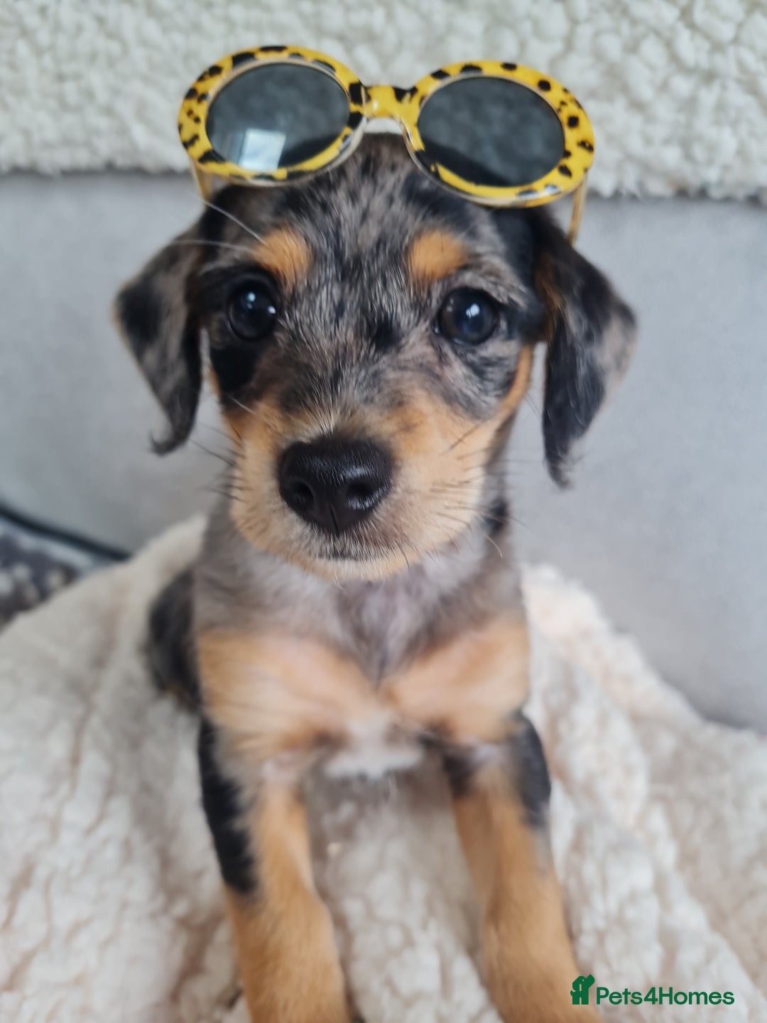 Chipoo dogs for sale: 4  Stunning chipoo puppies  - Image 32