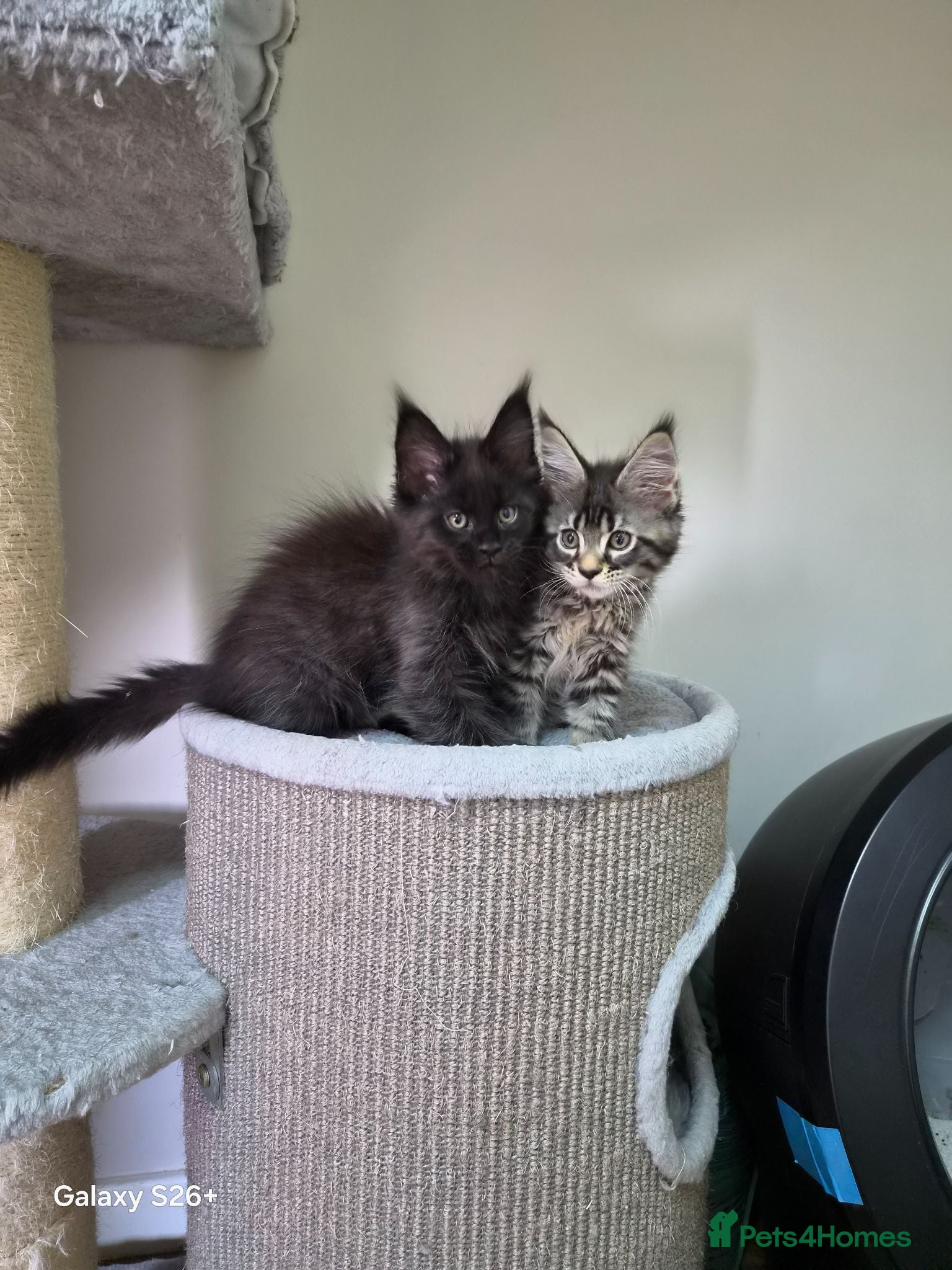 Maine Coon cats Licensed breeder-maine coon  - Advert 2