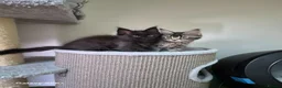 Maine Coon cats for sale: Licensed breeder-maine coon  - Advert 2