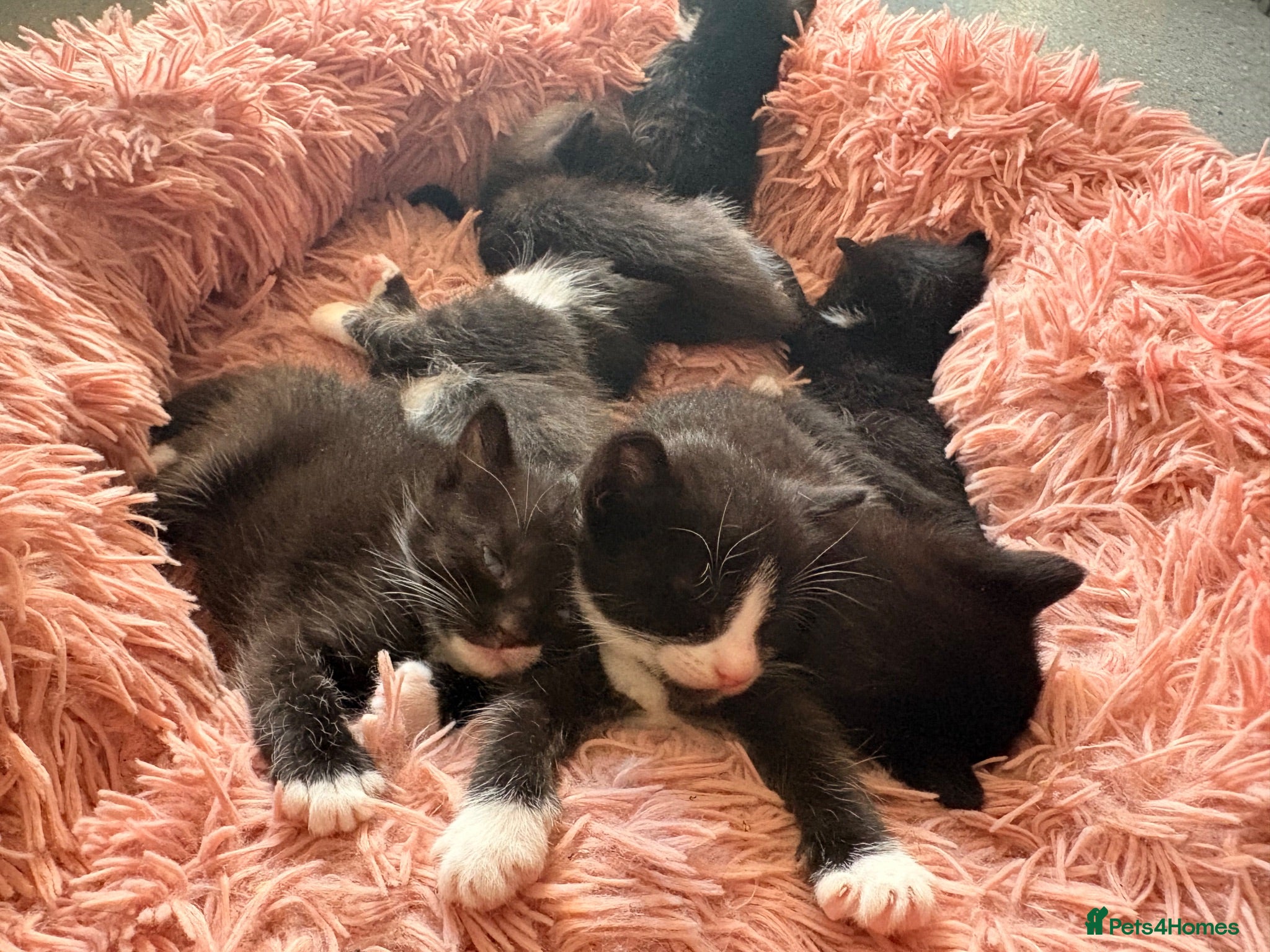 British Longhair cats Adorable Kittens Looking for Homes! - Advert 12