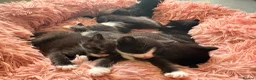 British Longhair cats for sale: Adorable Kittens Looking for Homes! - Advert 1