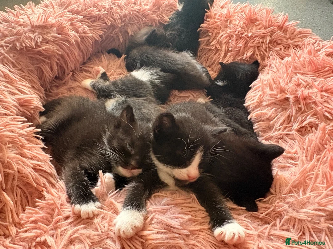 British Longhair cats for sale: Adorable Kittens Looking for Homes! - Advert 1