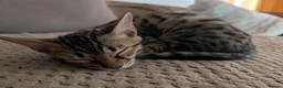 Bengal cats for sale: Pure Bengal female kitten - Advert 3