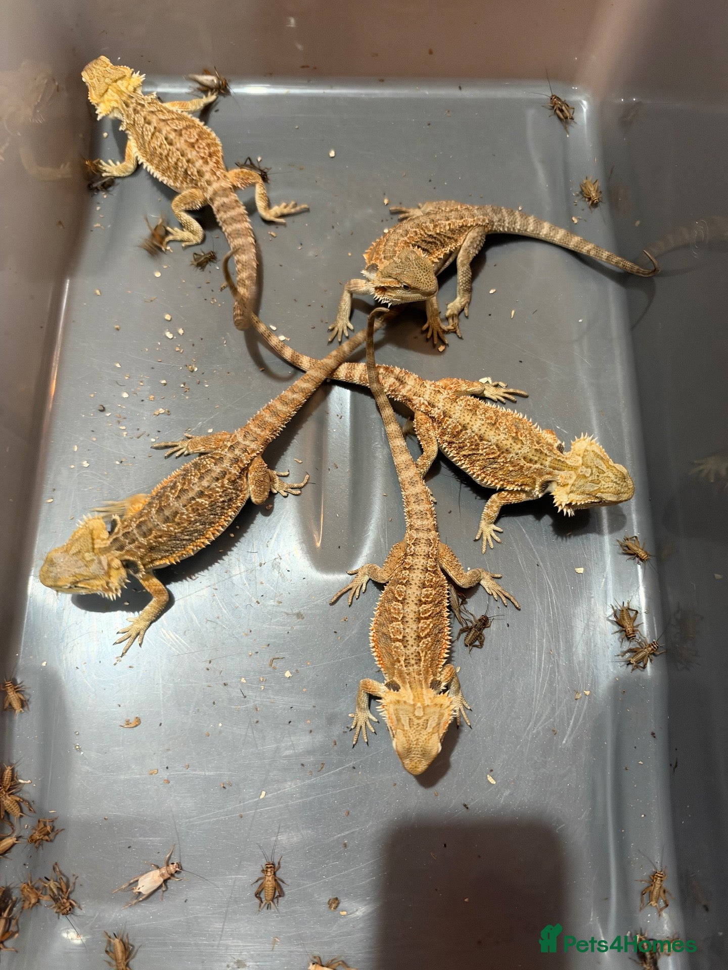 Bearded Dragon reptiles Juvenile Bearded dragons  - Advert 2