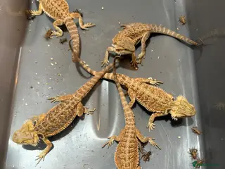 Bearded Dragon reptiles Juvenile Bearded dragons - Advert 2