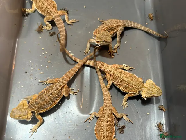 Bearded Dragon reptiles Juvenile Bearded dragons - Advert 2