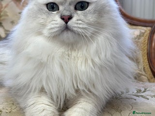 British Longhair cats - Advert 2