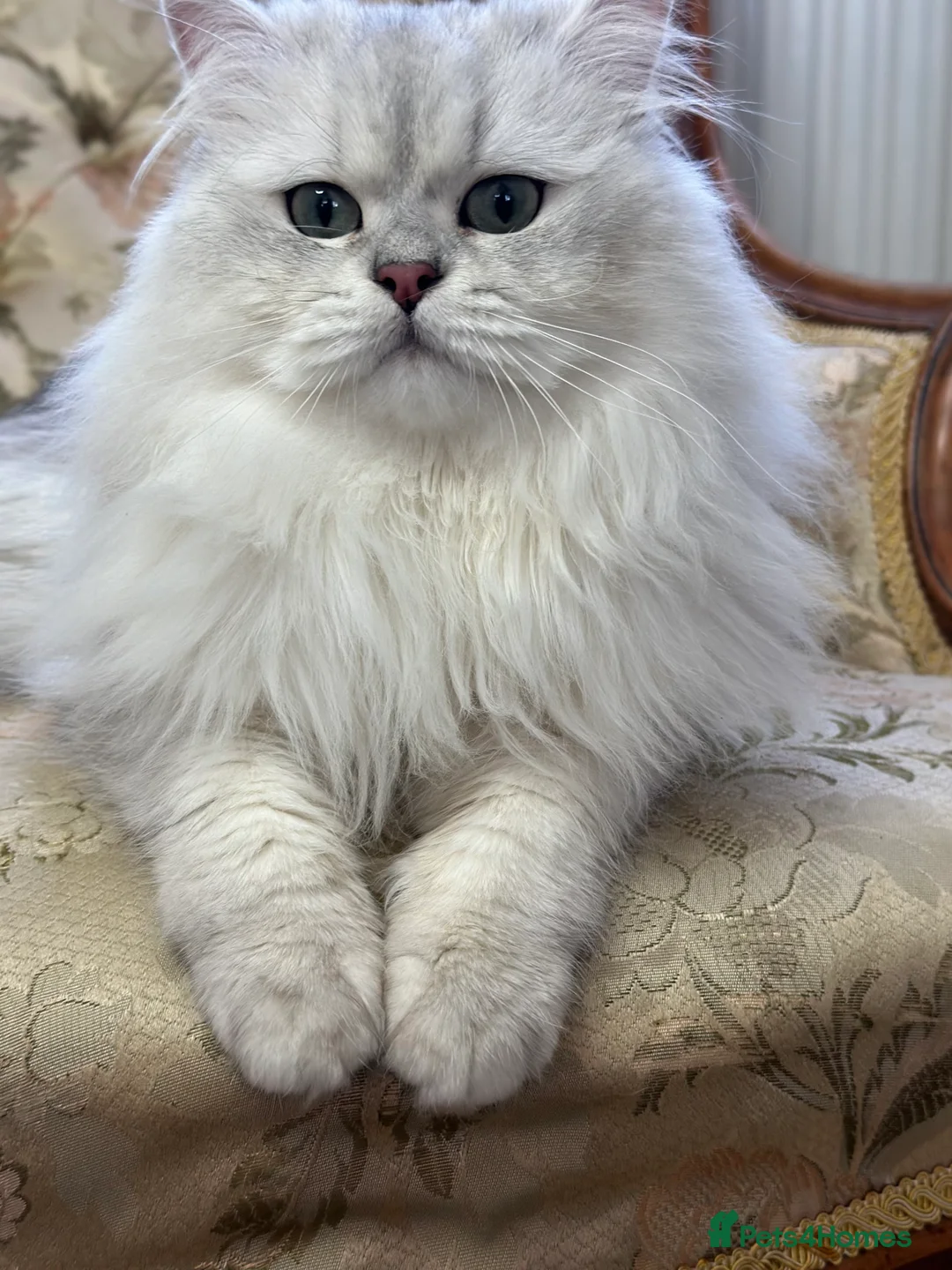 British Longhair cats for stud: TICA British long hair boy for stud  - Advert 1