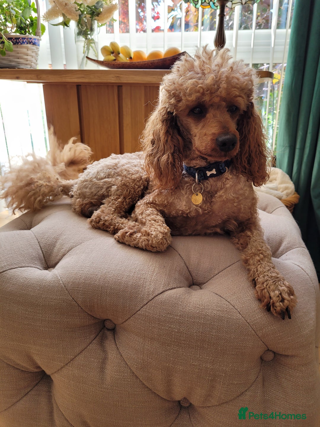 Miniature Poodle dogs for stud: Red K.C miniature poodle stud. health tested clear - Advert 3