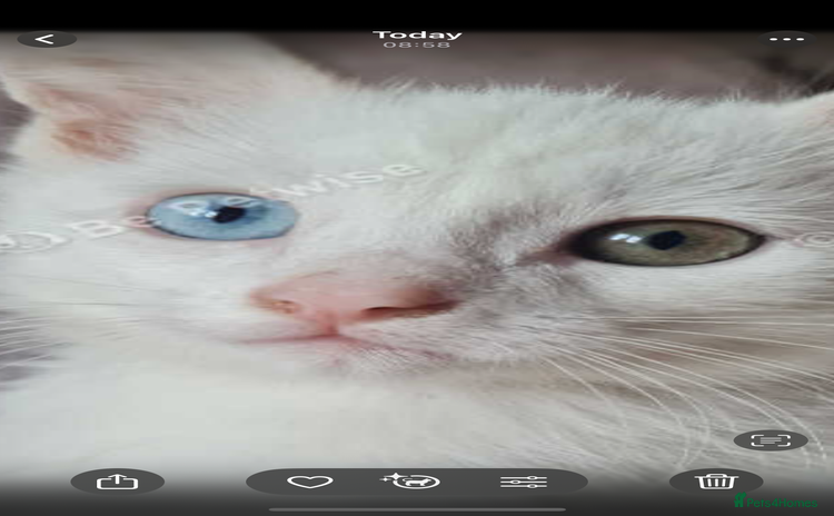 Mixed Breed cats - Advert 11