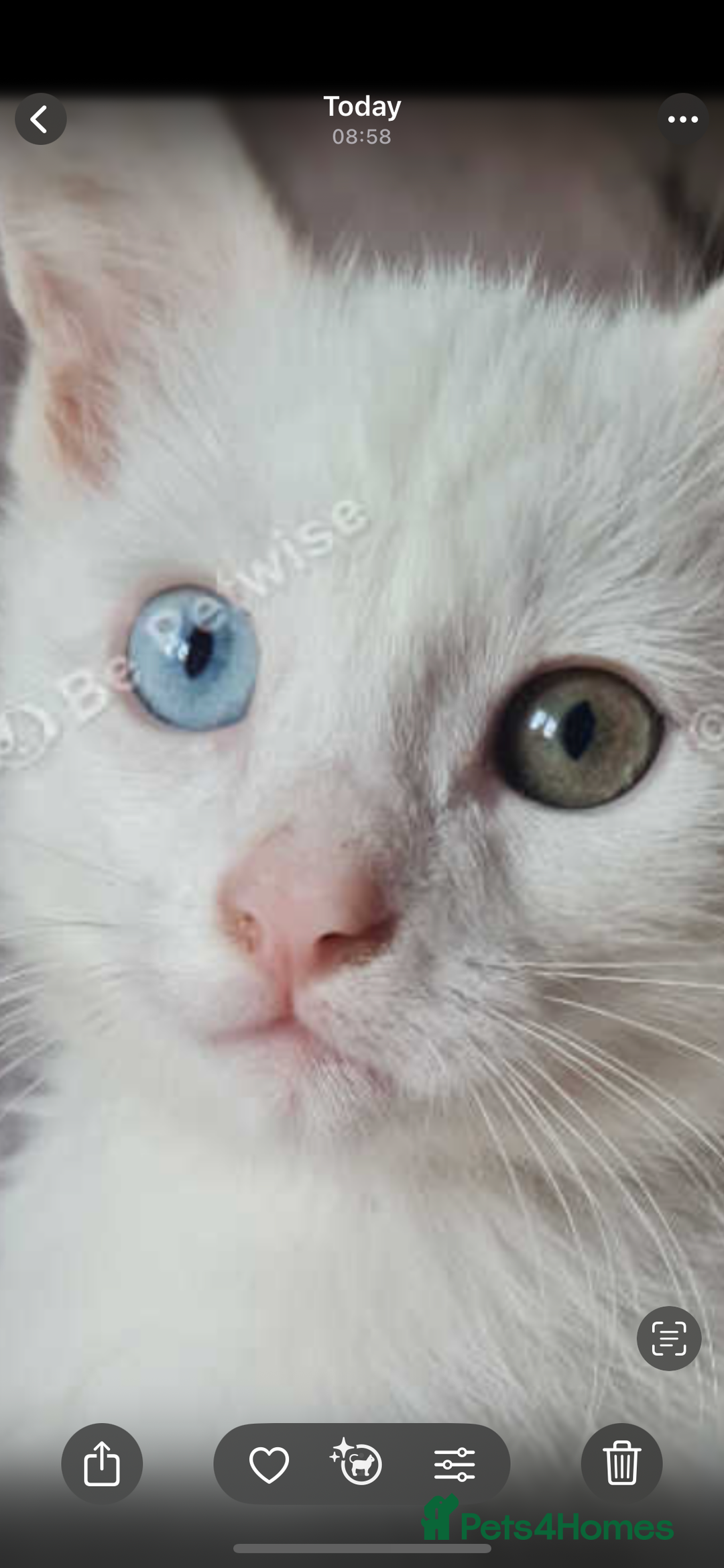 Mixed Breed cats for sale: Beautiful white odd eyed kitten - Image 1