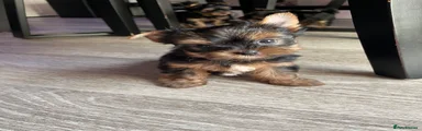 Yorkshire Terrier Puppy 2