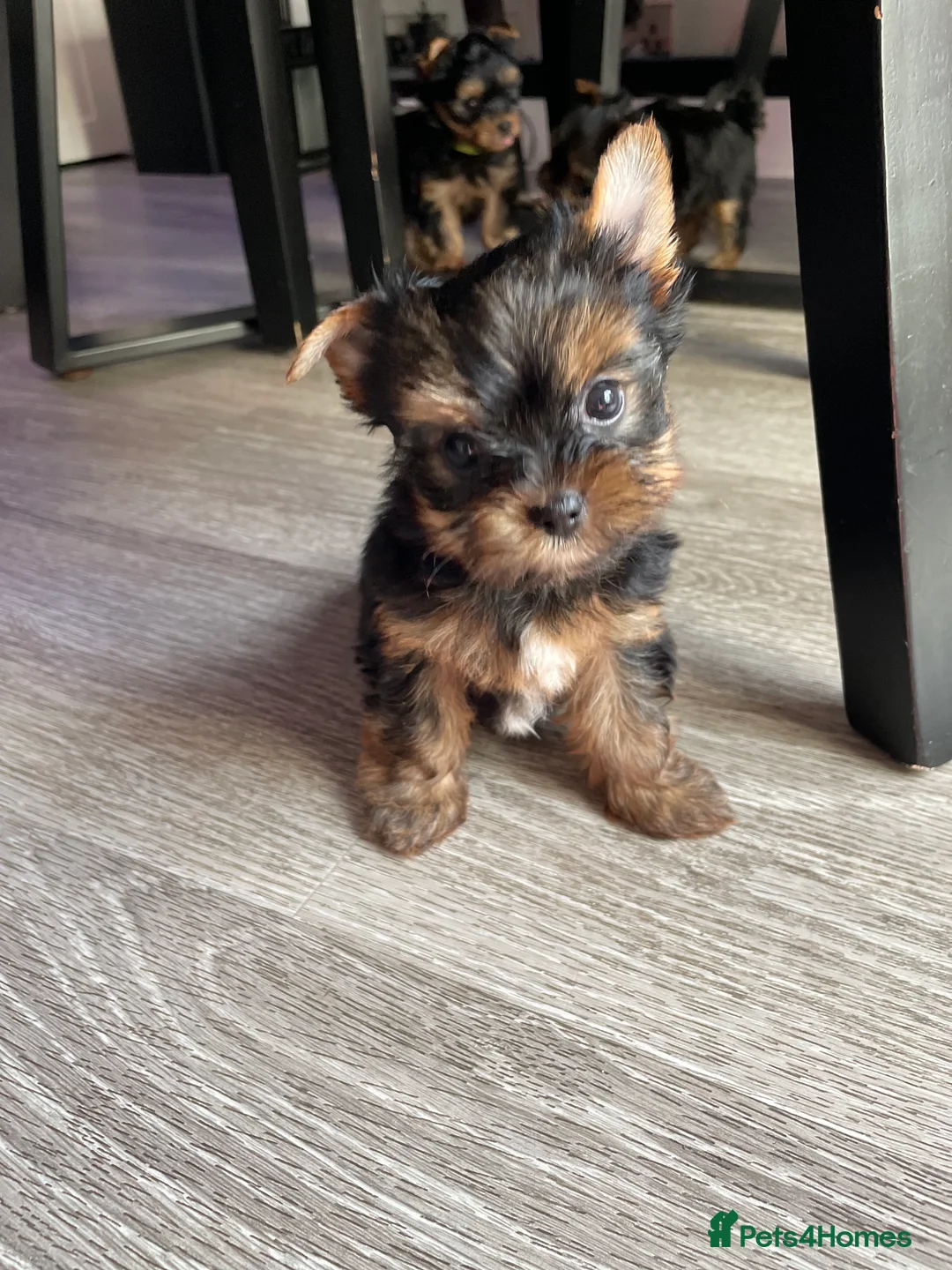 Yorkshire Terrier dogs for sale: only one girl left pure breed yorkshire terrier  - Advert 13