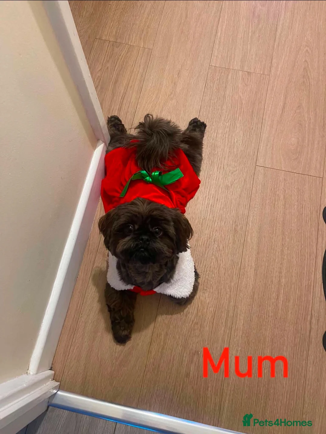 Shih Tzu dogs for sale: 💕 Tiny Paws Big Hearts Beautiful Shih Tzu Pups 💕 in Gloucester - Advert 9