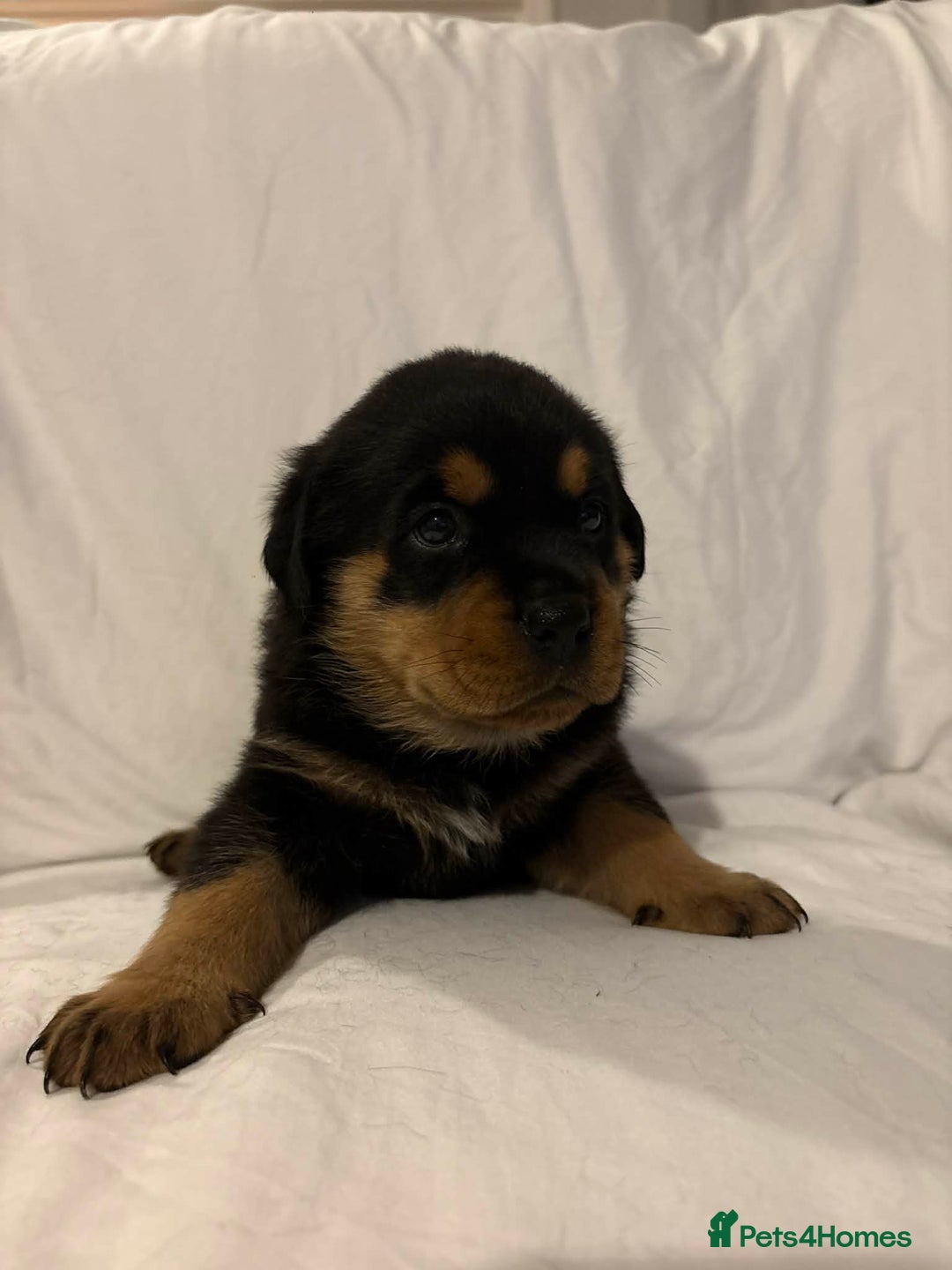 Rottweiler dogs for sale: Stunning Rottweiler puppies - Advert 7