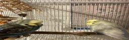 Budgerigars birds for sale: 3 budgies + Large Cage (RRP£120) + accessories  in Bradford - Advert 2
