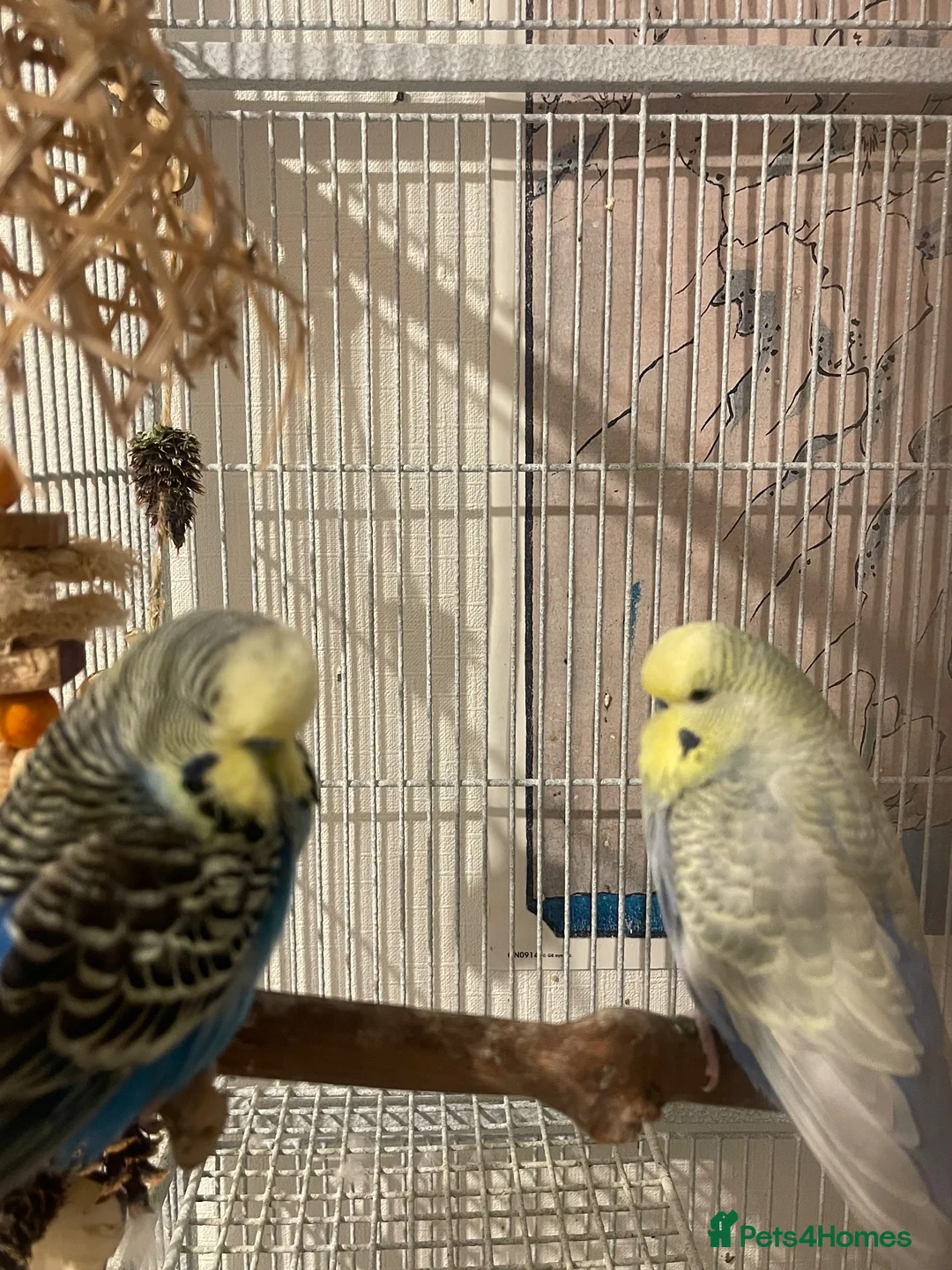Budgerigars birds for sale: 3 budgies + Large Cage (RRP£120) + accessories  in Bradford - Advert 2