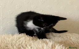 Mixed Breed cats for sale: Kittens  - Advert 11