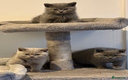 British Shorthair cats for sale: 💙GCCF MALE BSH KITTENS OUTSTANDING CHAMPION LINES - Image 7