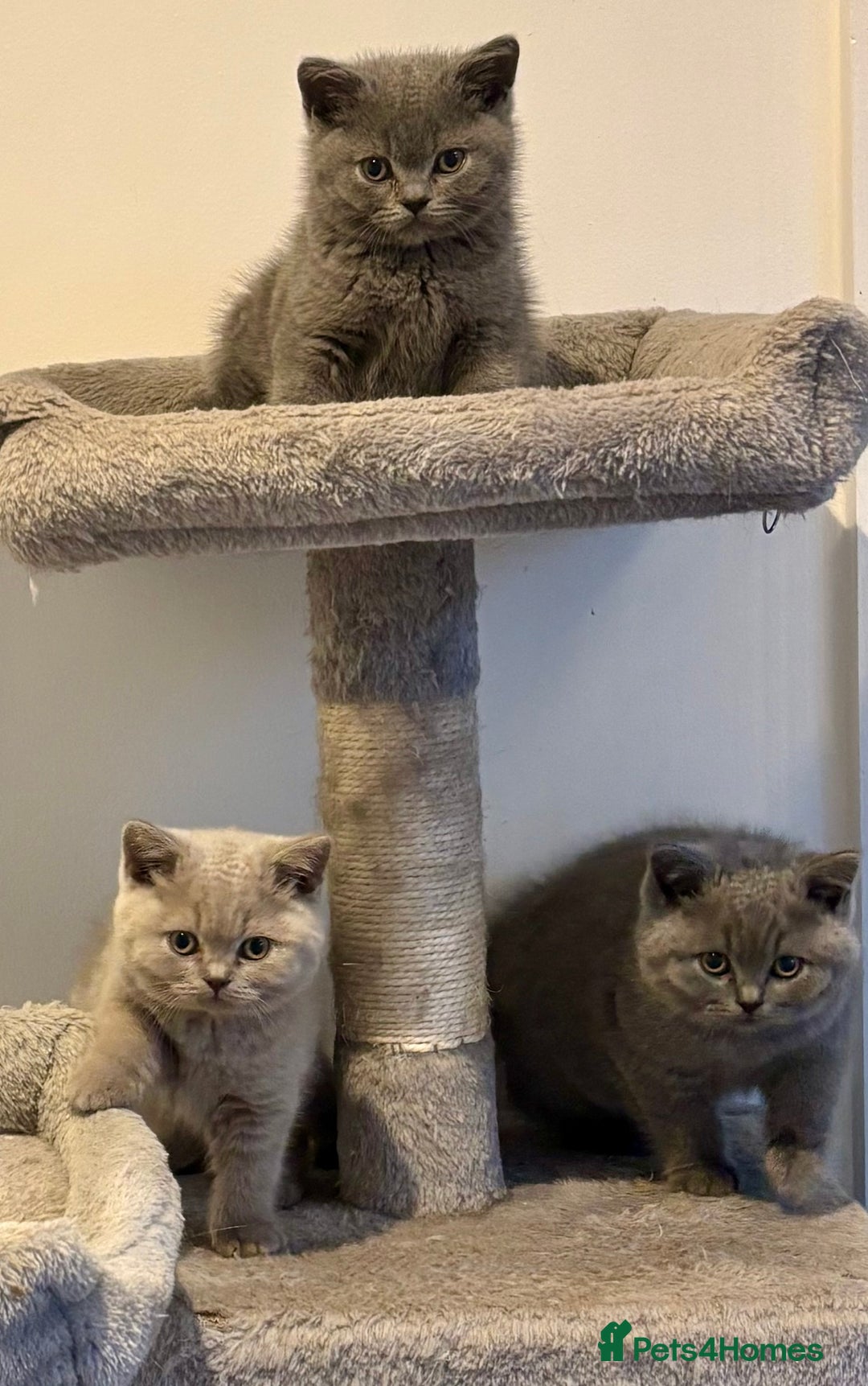 British Shorthair cats for sale: 💙GCCF MALE BSH KITTENS OUTSTANDING CHAMPION LINES - Image 7