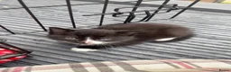 Mixed Breed cats for sale: Bonded pair.  in Crewe - Advert 26
