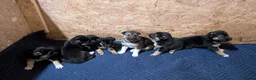 German Shepherd dogs for sale: Meet the German Shepherd Puppy Of Your Choice in Norwich - Advert 14