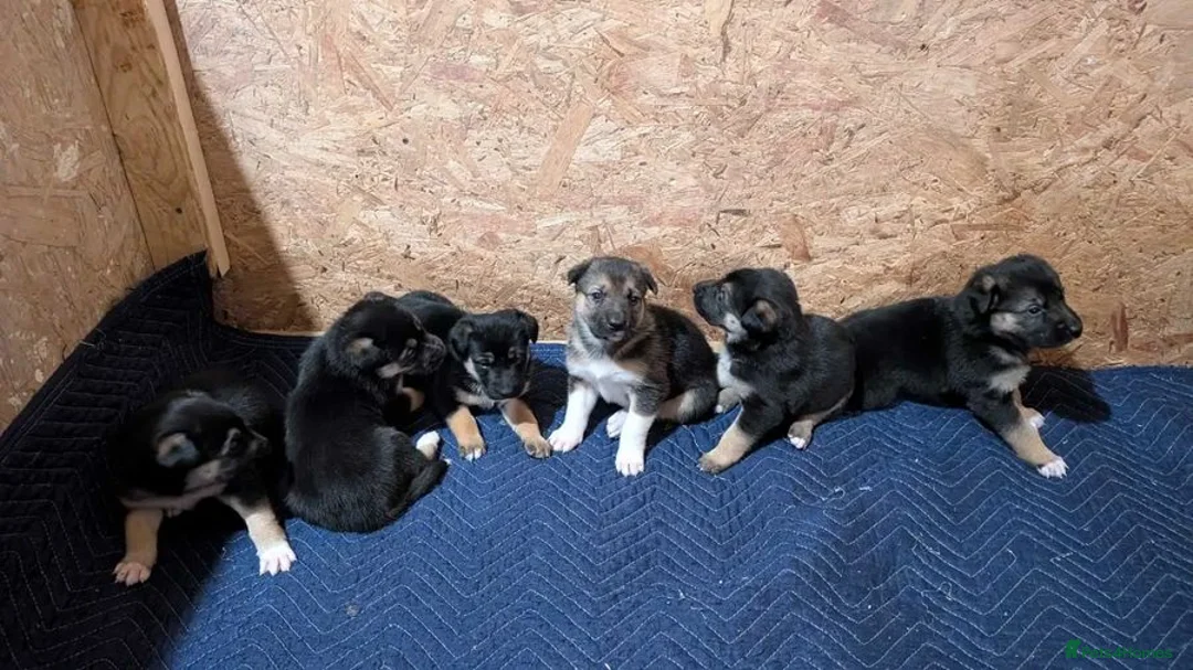German Shepherd dogs for sale: Meet the German Shepherd Puppy Of Your Choice in Norwich - Advert 14