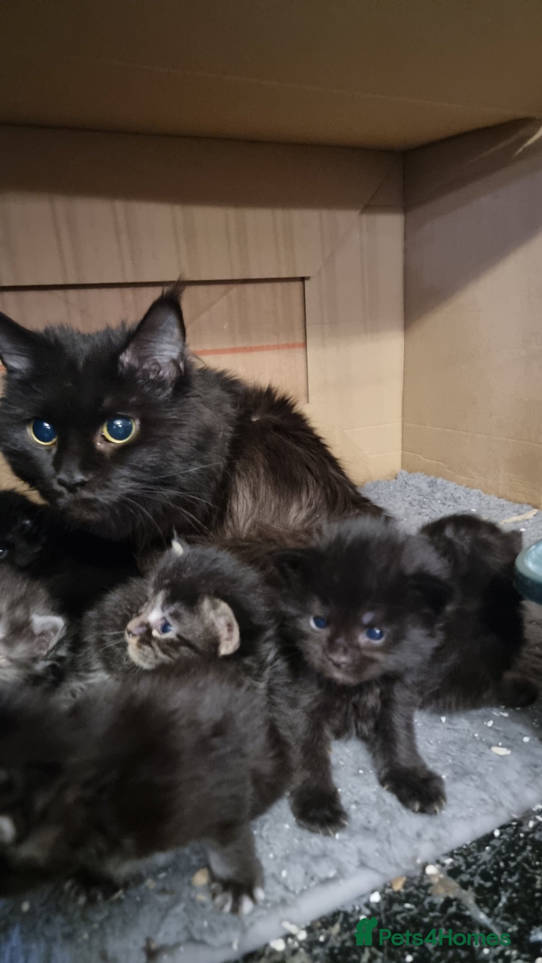 Maine Coon cats for sale: Pedigree Maine Coon Kittens GCCF REGISTERED  - Advert 39
