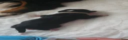 Bernese Mountain Dog dogs for sale: 3 Beautiful Bernese Mountain Dog Girls Available - Advert 13
