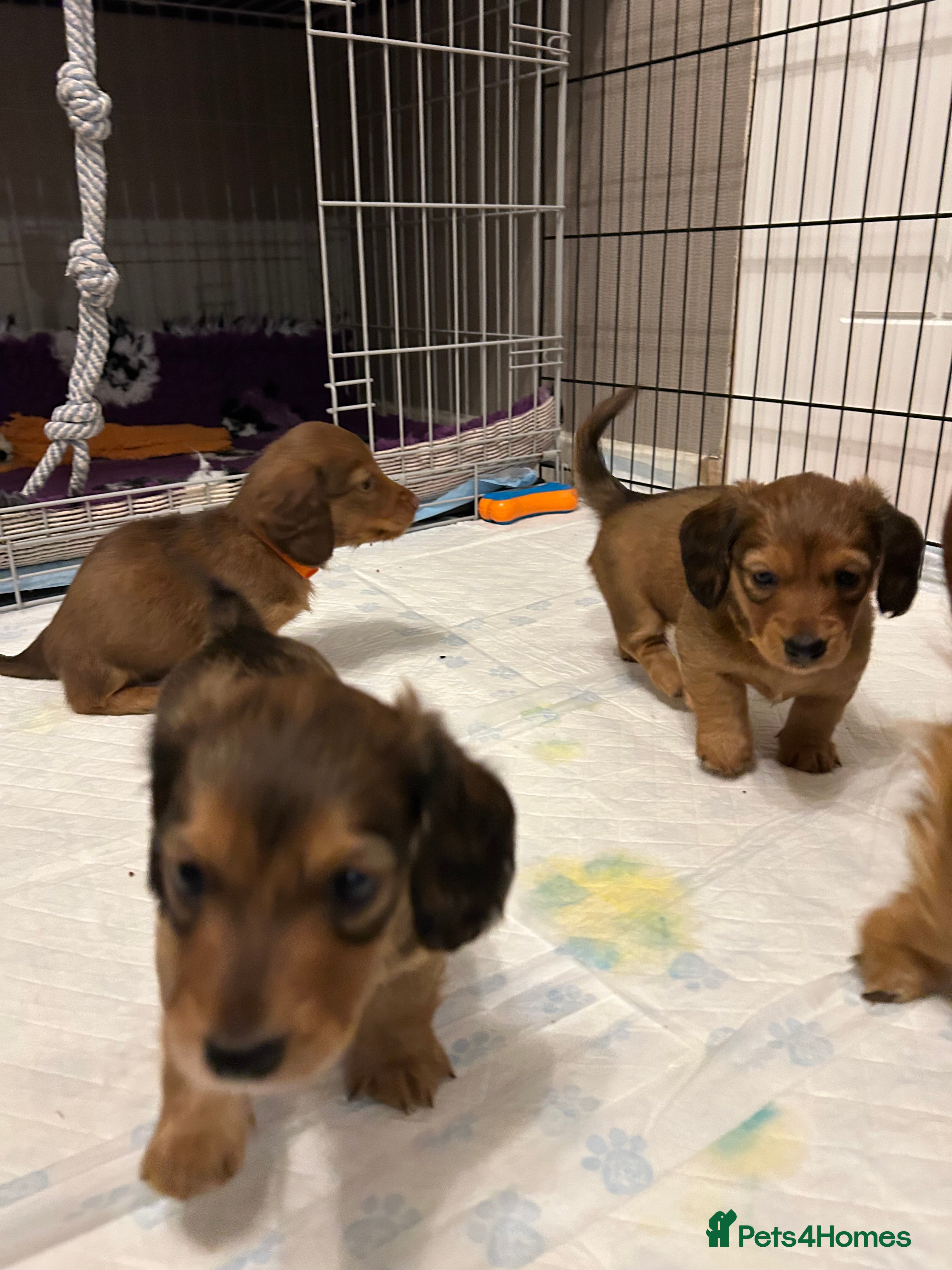 Miniature Dachshund dogs Miniature long haired dachshund  - Advert 17