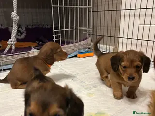 Miniature Dachshund dogs Miniature long haired dachshund - Advert 17