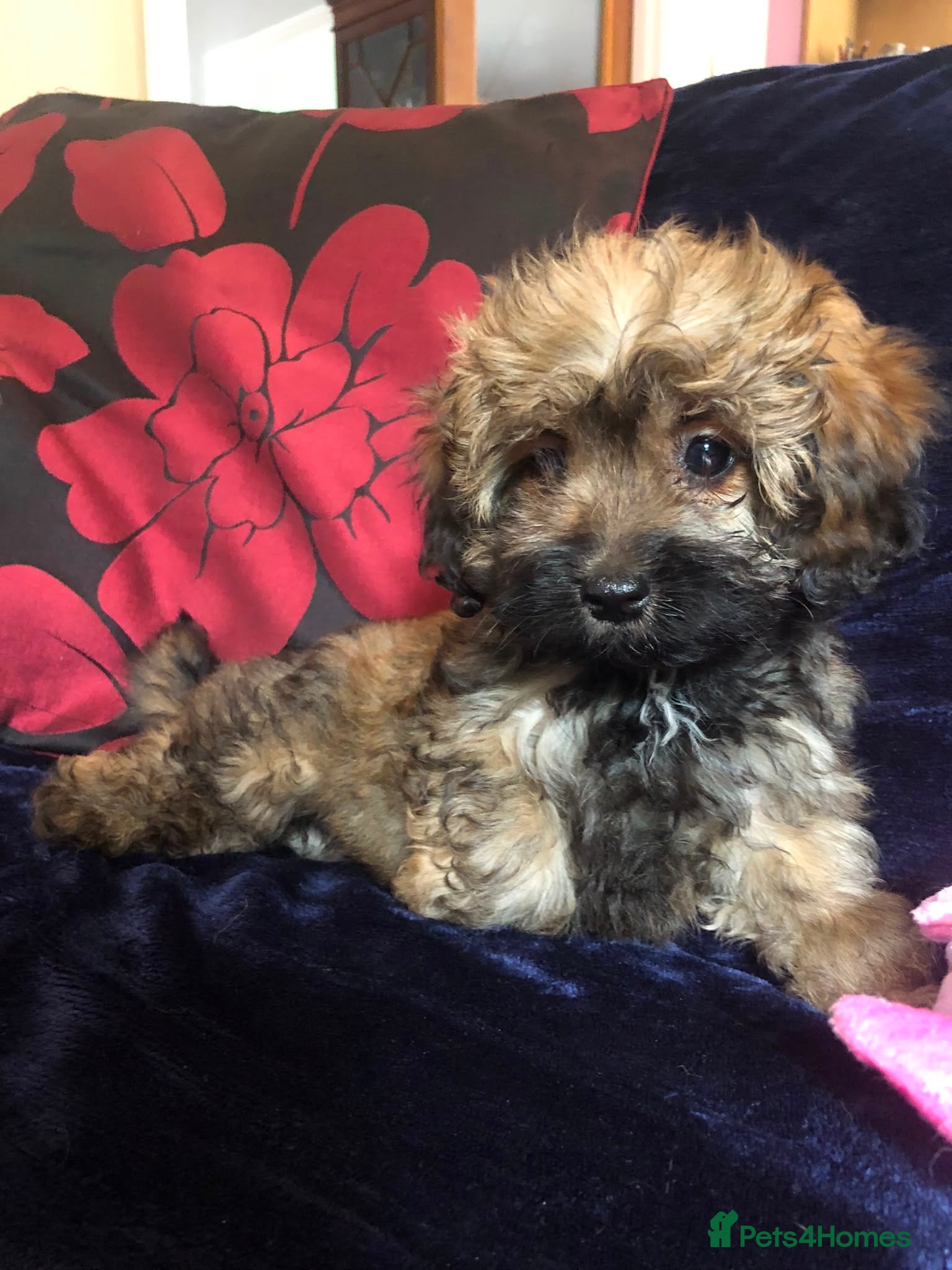 Mixed Breed dogs shihpoo x maltese puppies for sale - Advert 1
