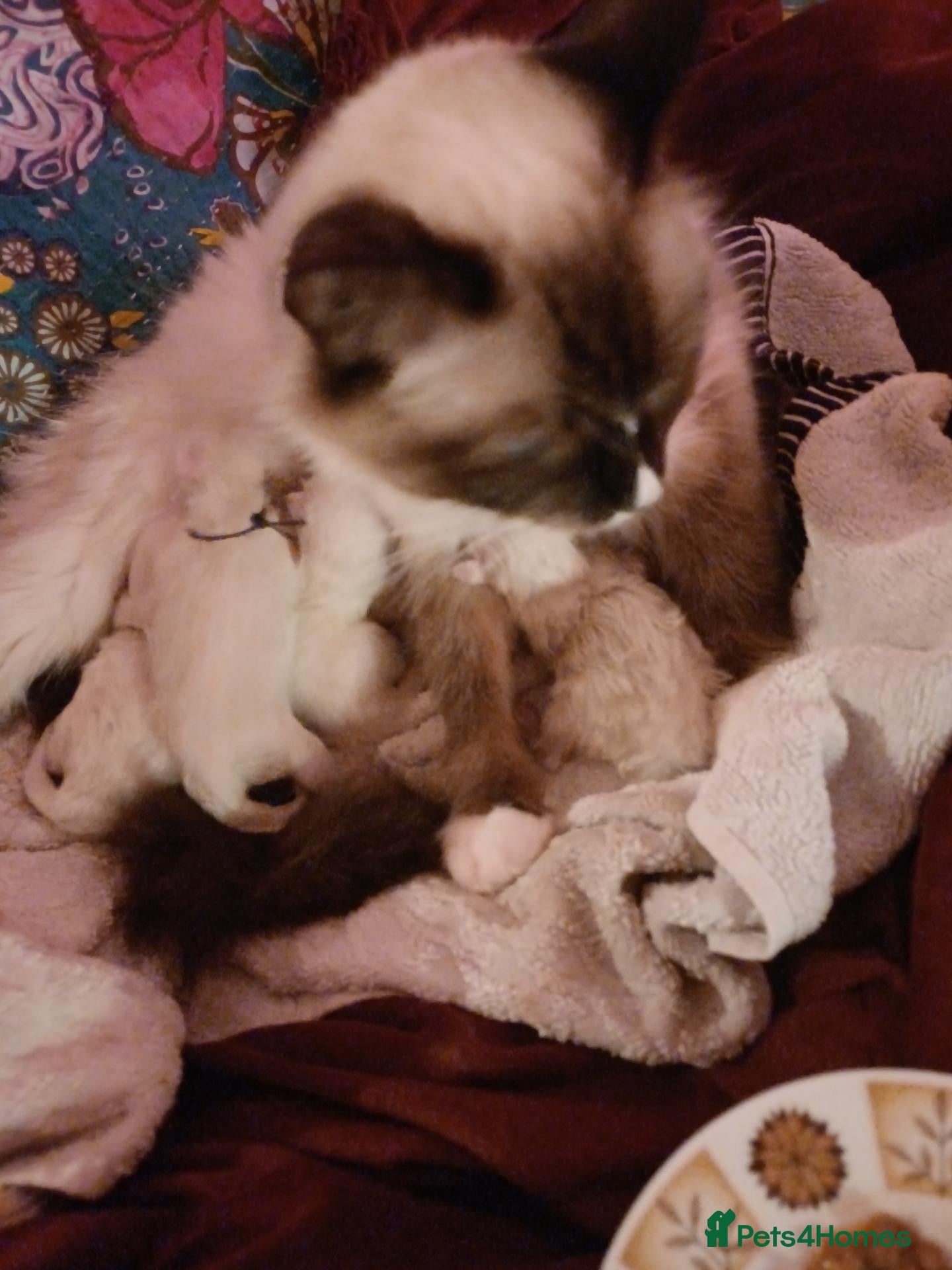 Ragdoll cats Ragdoll kittens - Advert 10
