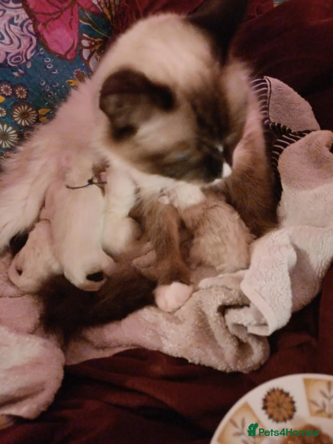 Ragdoll cats for sale: Ragdoll kittens in Edinburgh - Advert 1