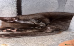 Maine Coon cats for sale: 3 kittens for sale - Advert 3