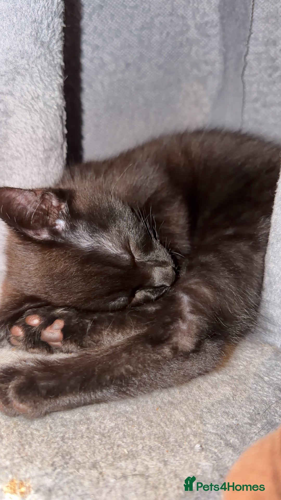 Maine Coon cats for sale: 3 kittens for sale - Advert 3