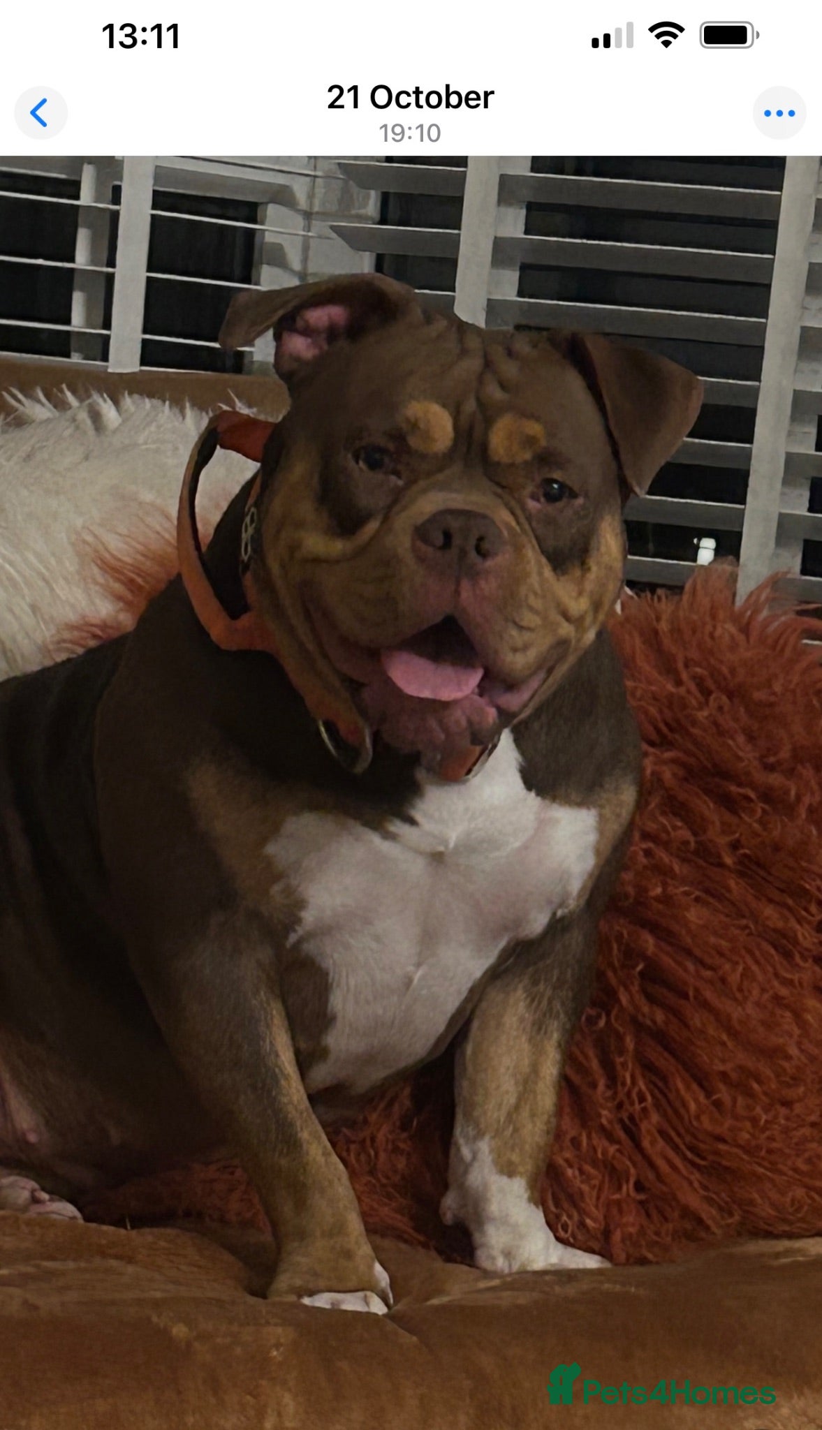 American Bully dogs Chocolate tri pocket bully female. - Advert 2
