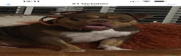 American Bully dogs for sale: Chocolate tri pocket bully female. - Advert 1
