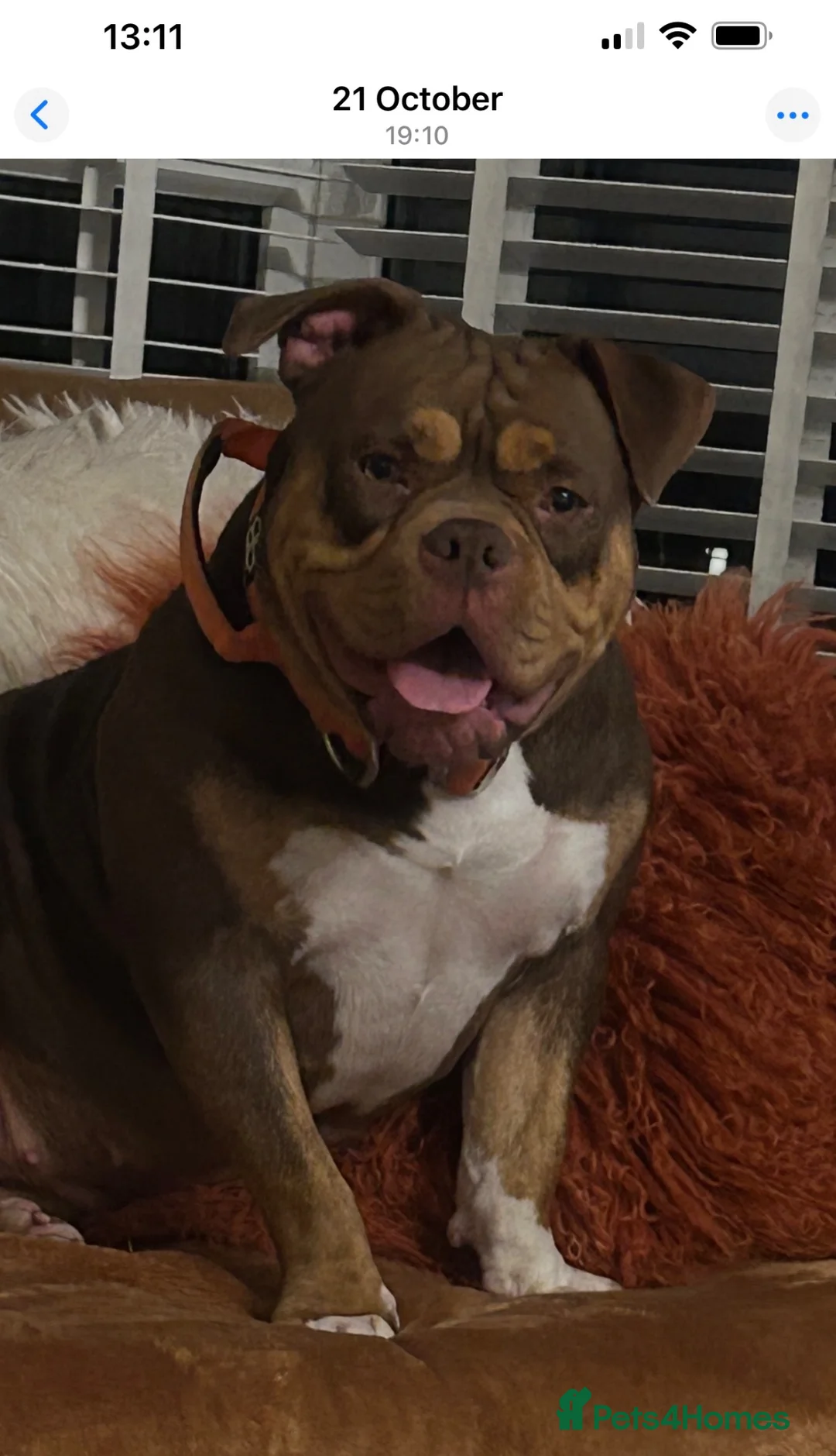 American Bully dogs for sale: Chocolate tri pocket bully female. - Advert 1