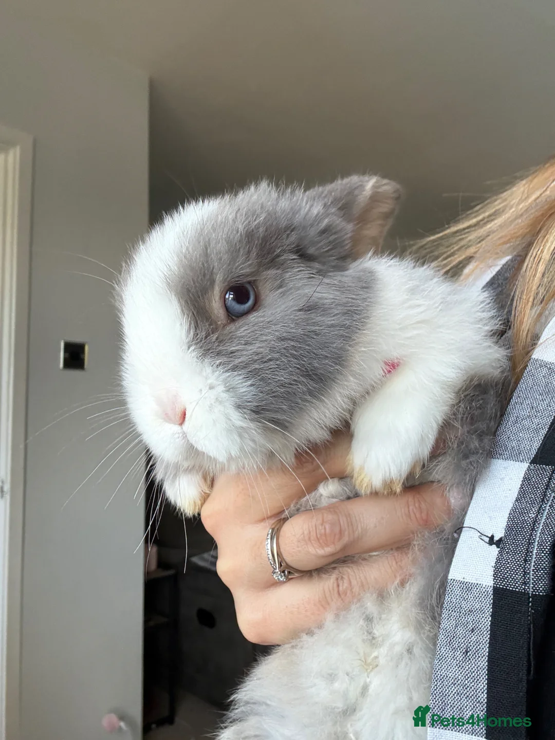 Mini Lop rabbits for sale: Mini lop buck. Ready now.  - Advert 2
