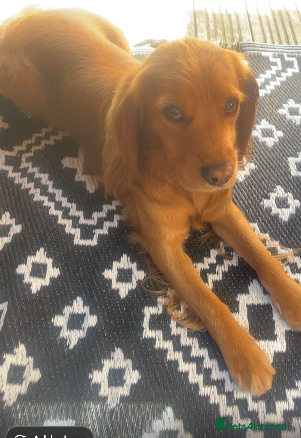 Cocker Spaniel dogs Cocker spaniel  - Advert 18