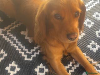 Cocker Spaniel dogs Cocker spaniel - Advert 16