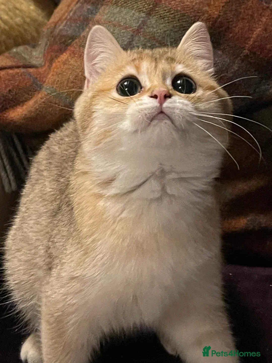 British Shorthair cats for sale: Ready Today Golden Female Kitten  - Advert 17