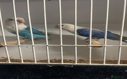 Lovebirds birds for sale: Breeding pair  - Advert 6