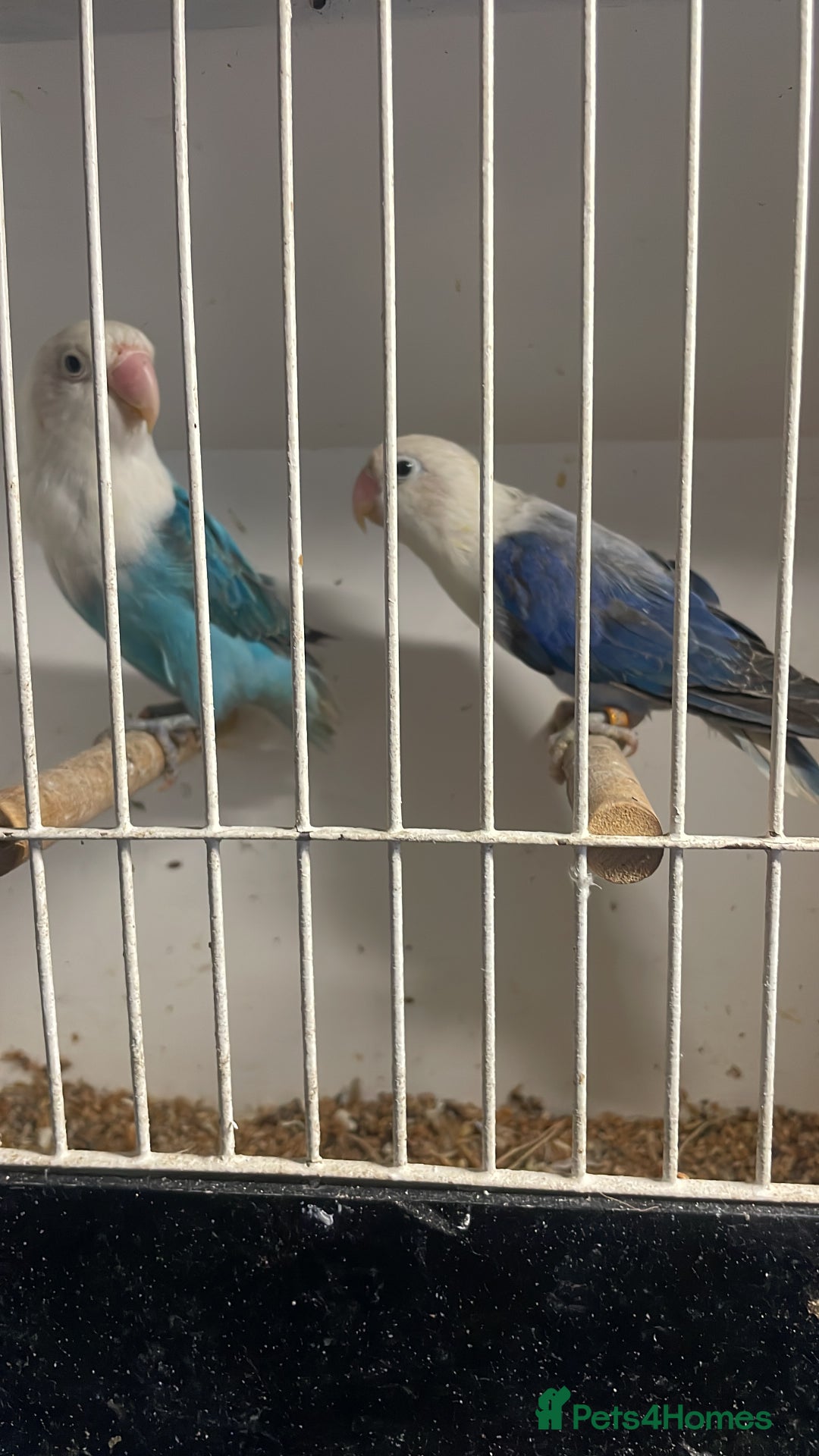 Lovebirds birds for sale: Breeding pair  - Advert 6