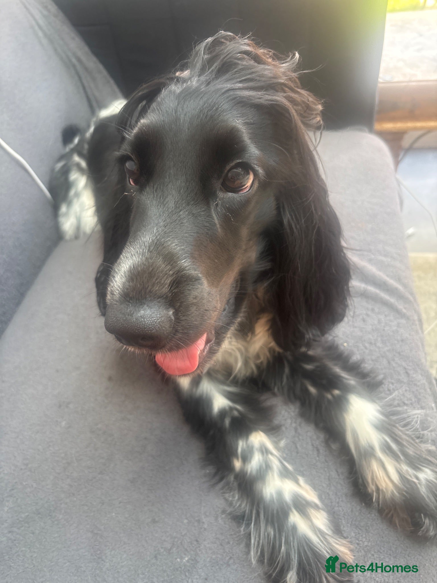Cocker Spaniel dogs Bayley  - Advert 2
