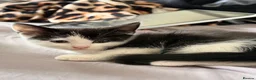 Mixed Breed cats for sale: kittens for sale  - Advert 6