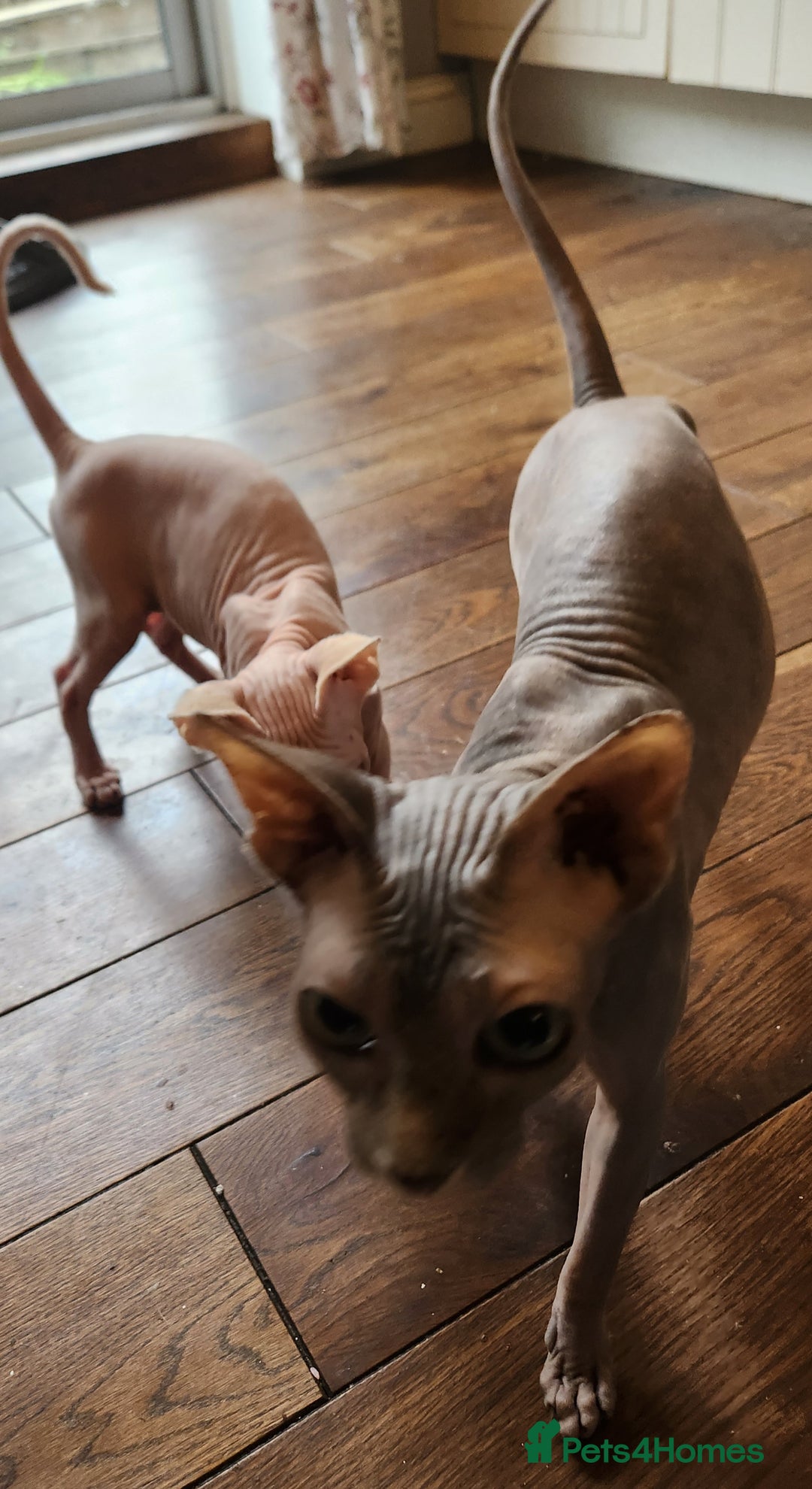 Sphynx cats for sale: Sphynx male - Image 7