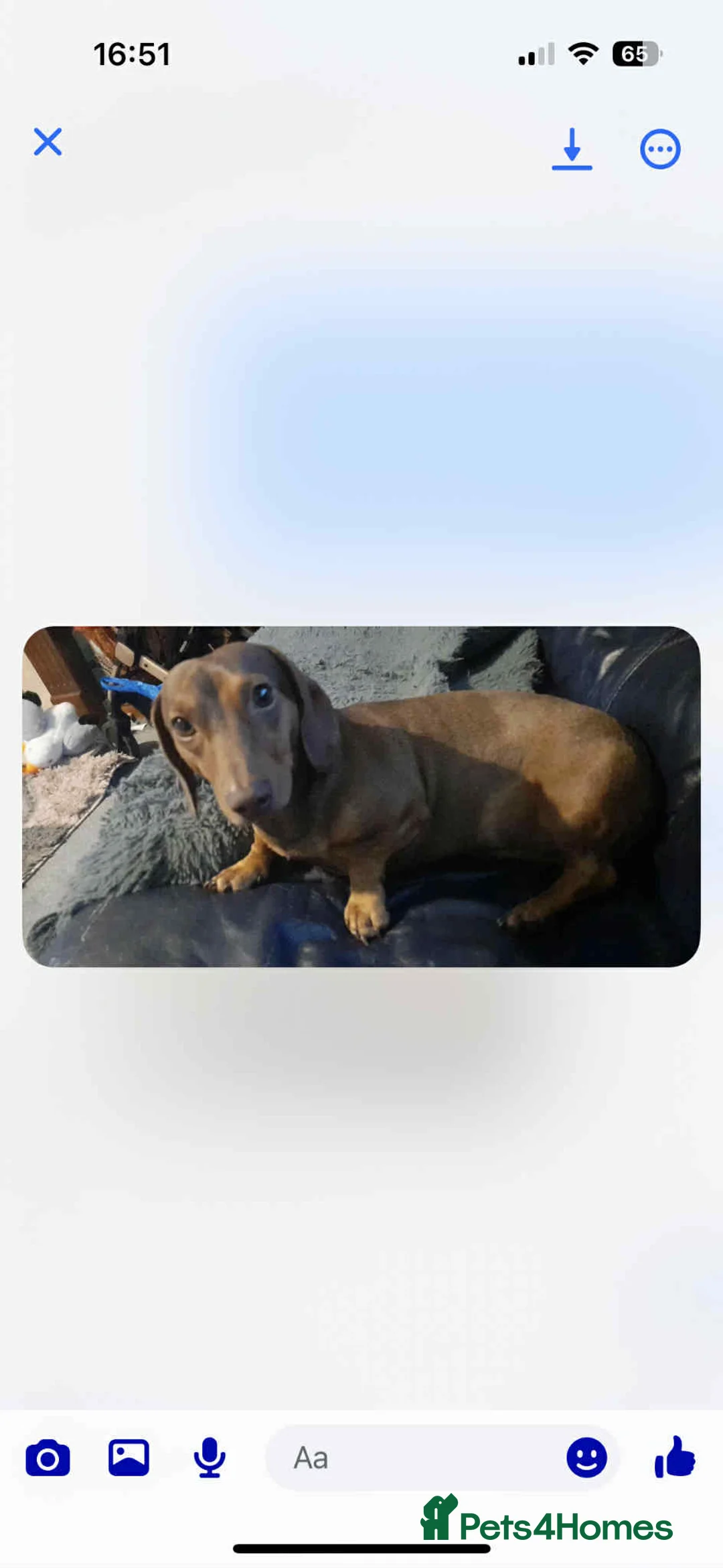 Miniature Dachshund dogs for sale: 3 beautiful boys left !!  - Advert 3